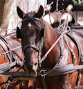 Your Left Hand Horse Jess